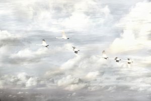 Cigni in volo da Christina Sillen