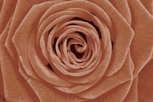 Dettaglio della rosa in terracotta