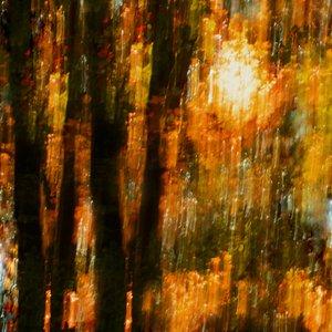 Alberi dai colori vivaci in autunno da Christina Sillen