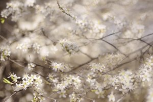 Fiori bianchi di primavera da Christina Sillen