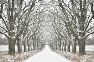 Strada fiancheggiata da alberi in inverno da Christina Sillen