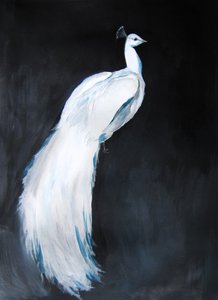 Elegante pavone bianco da Christine Lindstrom