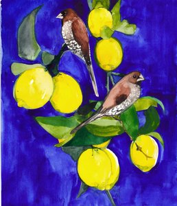 Fringuelli su un ramo di limone da Christine Lindstrom