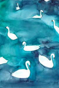Graziosi cigni sull’acqua da Christine Lindstrom