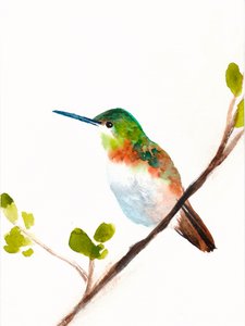 Colibrì verde appollaiato da Christine Lindstrom