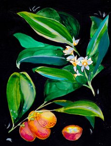 Frutti e fiori d