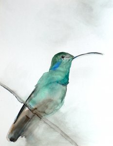 Colibrì color verde acqua dipinto ad acquerello