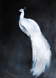 La maestosità del pavone bianco da Christine Lindstrom