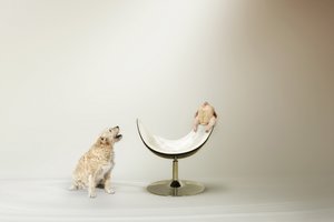 Il dilemma del pollo del cane