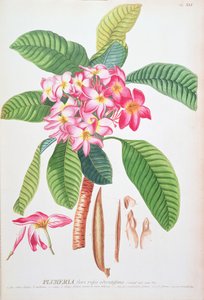 Plumeria: da Plantae Selectae, di Christoph Jacob Trew e Georg Dionysius Ehret (1710-70); Frangipanier; da Christoph Jacob & Ehert Georg Dionysius (1708/9 70) Trew