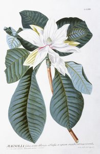 Magnolia da Christoph Jacob Trew