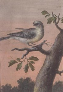 Un uccello su un ramo da Christoph Ludwig Agricola