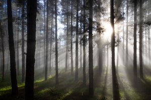 Raggi di sole nella foresta nebbiosa da Christoph Schaarschmidt