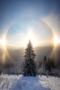 Albero innevato con alone solare da Christoph Schaarschmidt