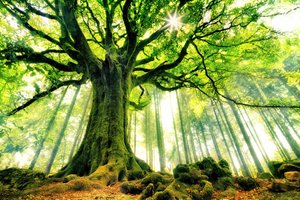 Albero secolare illuminato dal sole da Christophe Kiciak