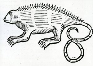 Iguana da 