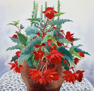 Begonia da Christopher Ryland