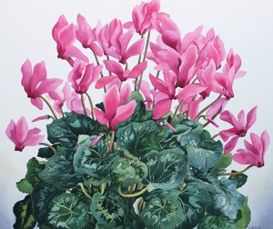 Ritratto di ciclamino