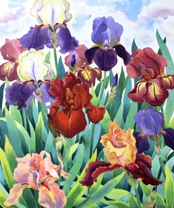 Glemsford Iris