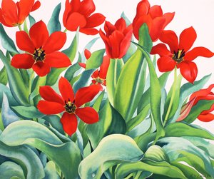 Tulipani Madame Lefeber da Christopher Ryland
