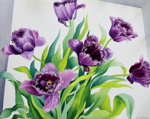 Tulipani con frange viola