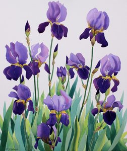 Iris viola