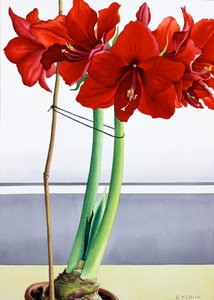 Amarillide Rossa 2