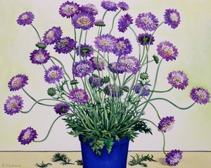 Scabiosa