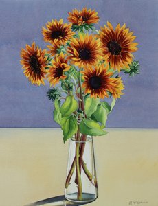 Girasoli