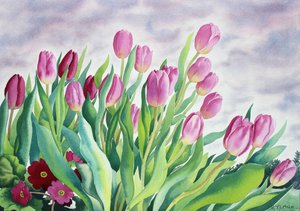 Tulipani alla finestra