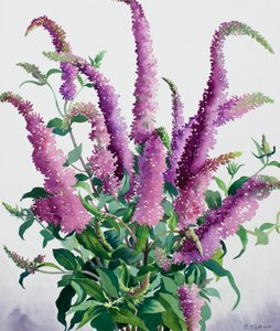 Buddleia selvatica