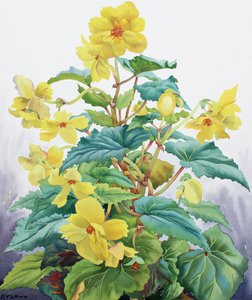 Begonia gialla 2 da Christopher Ryland
