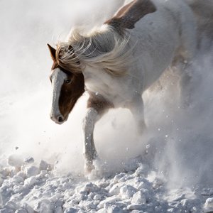Cavallo in movimento sulla neve