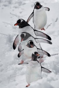 Pinguini nella neve
