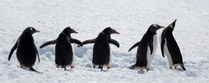 Pinguini durante una passeggiata sulla neve da Chuanxu Ren