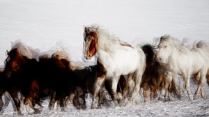 Cavalli selvaggi in movimento d