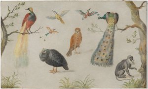 Studio di uccelli e scimmia