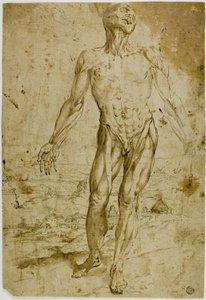 Écorché prima di un paesaggio (recto); schizzi di nudo maschile in piedi, bambino seduto, donna chinata (verso) da Circle of Titian
