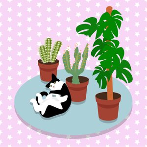 Il Gatto e i Cactus