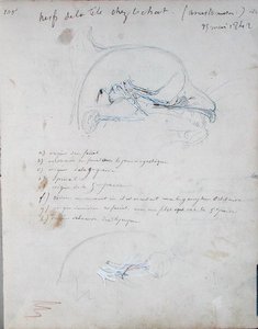 Sistema nervoso nella testa di un gatto, maggio 1842 da Claude Bernard