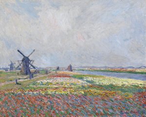 Campi di tulipani vicino a L