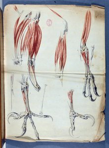 Anatomia di una zampa d