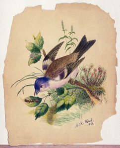 Uccello azzurro su un ramo da Claude Raguet Hirst