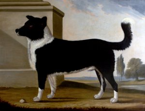 Il cane di Lord Byron, Boatswain (Il Terranova), 1808 da Clifton Tomson