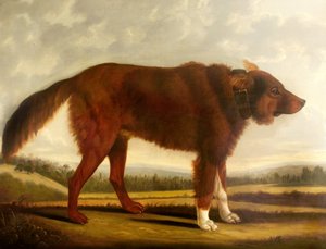 Il cane di Lord Byron, Lyon (Il cane lupo), 1808 da Clifton Tomson