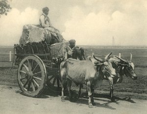 Carro trainato da buoi