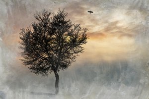 Il suggestivo Lone Tree da Codruta Georgescu