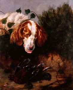 Appena Sparato - Spaniel con un Gallo Cedrone Morto