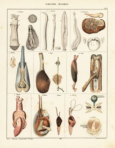 Anatomia dei molluschi bivalvi (litografia)