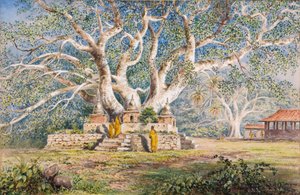 Albero sacro Bo nel luogo di sepoltura delle regine di Kandy da Constance Frederica Gordon Cumming